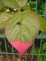 vignette Actinidia kolomikta - Actinidier panach ou Kiwi  feuilles roses