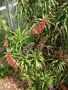 vignette Richea dracophylla