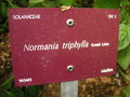 vignette Normania triphylla