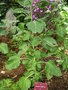 vignette Nicotiana cordifolia