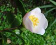 vignette Camélia ' SPRING MIST ' camellia hybride, parfumé