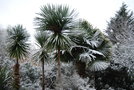 vignette Cordyline australis & Trachycarpus fortunei  (Neige le 18/12/2009)