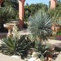 vignette Yucca rostrata, Yucca gloriosa variegata en fleur et Agave salmiana ferox