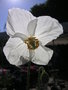 vignette Meconopsis betonicifolia 'Alba'