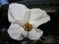 vignette Meconopsis betonicifolia 'Alba'