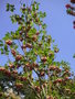 vignette Enkianthus campanulatus