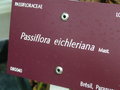 vignette Passiflora eichleriana