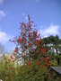 vignette Embothrium coccineum - Arbre de feu du Chili