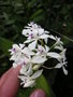 vignette Epidendrum patens - Epidendrum