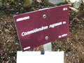 vignette Commidendrum = Commidendron rugosum
