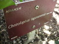 vignette Cheirolophus tagananensis