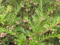 vignette Grevillea rosmarinifolia au 24 12 09
