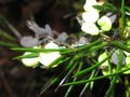 vignette Grevillea gracilis alba au 24 12 09