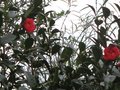 vignette Camellia freedom bell au 24 12 09