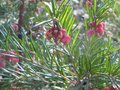 vignette Grevillea rosmarinifolia gros plan au 25 12 09