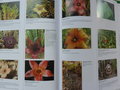 vignette Succulents II The illustrated Dictionary Maurizio Sajeva & Mariangela Costanzo Timber Press (5 *****)