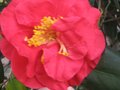 vignette Camellia japonica Grand Prix au 26 12 09