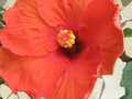 vignette Hibiscus rosa sinensis gros plan au 28 12 09