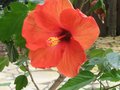 vignette Hibiscus rosa sinensis au 28 12 09