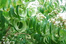 vignette Heptacodium miconioides / Caprifoliaceae / Chine