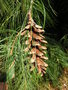 vignette Pinus strobus 'Pendula' - Pin de Weymouth pleureur nain