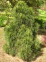 vignette Pinus sylvestris ‘Globosa viridis’  - Pin sylvestre ‘Globosa viridis’