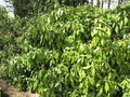 vignette Hedera colchica 'Arborescens' - Lierre de Colchide en arbre