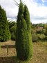 vignette Juniperus communis 'Hibernica'