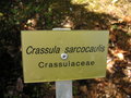 vignette Crassula sarcocaulis
