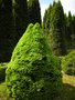 vignette Picea glauca 'Conica'