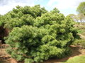 vignette Pinus strobus 'Imbraculifera'
