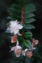 vignette Luma apiculata  / Myrtacées  / Chili