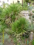 vignette cordyline,yucca aloifolia et rostrata