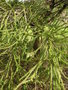 vignette Cryptomeria japonica 'Dacrydioides'