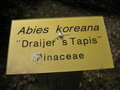 vignette Abies koreana 'Draijer's Tapis'