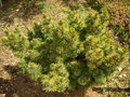 vignette Pinus cembra 'Blue Mound'