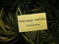 vignette Podocarpus neriifolius