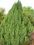 vignette Juniperus squamata 'Loderi'