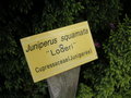 vignette Juniperus squamata 'Loderi'
