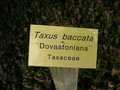 vignette Taxus baccata ' Dovastoniana'