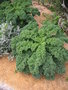 vignette Brassica oleracea var. laciniata 'Reflex'