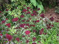 vignette Dianthus barbatus 'Sooty'  - Oeillet de potes
