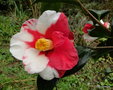 vignette Camélia ' ROBERT LASSON = TSUKI-NO-WA ' camellia japonica
