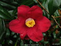 vignette Camélia ' BROCELIANDE ' camellia japonica
