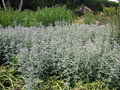 vignette Mentha longifolia Buddleia - Menthe