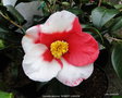 vignette Camlia ' ROBERT LASSON = TSUKI-NO-WA ' camellia japonica