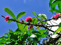 vignette Myrtaceae - Pomme d'eau - Syzygium malaccense