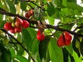 vignette Myrtaceae - Pomme d'eau - Syzygium malaccense