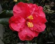 vignette Camlia ' DIAMOND HEAD ' camellia hybride, reticulata