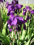 vignette Iris barbatus - Iris des jardins ou Iris barbus